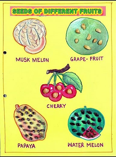 Fruits With One Seed And Many Seeds 🍉🍈🍒🟠activity | Fruits With Many Seeds |#activity #schoolactivity