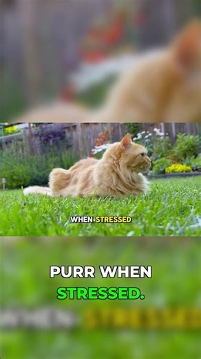The Secret Healing Power of Your Cat's Purr!