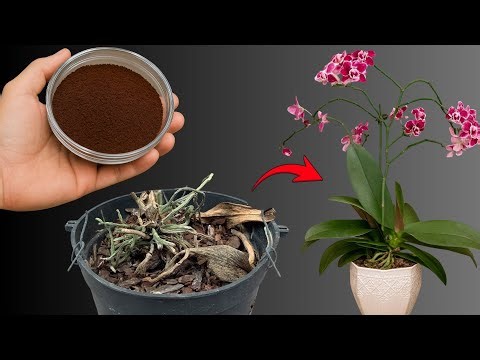 This natural method revives a dying orchid and makes it bloom continuously!