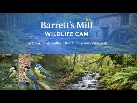 LIVE Woodland Stream & Bird Feeder Cam 🦦 | Otters & Nocturnal Wildlife 🌙 | Tamar Valley UK