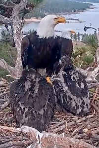 7.5K views · 163K reactions | Update On Big Bear’s Bald Eagle Family...
