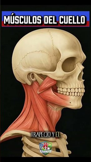 Neck Muscles: #NeckMuscles #HumanAnatomy #MuscularSystem #Health