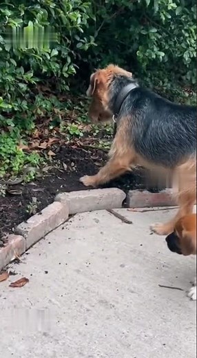 Hero Dog Saves Puppy from Snake in Garden! Brave Canine Protection