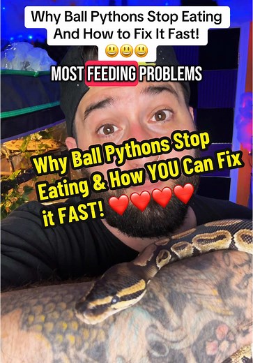 Soluciones para Ball Pythons que No Quieren Comer