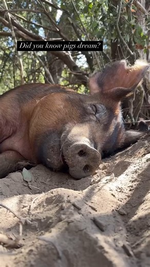 "It does us no harm, to do them no harm" ~ Central Texas Pig Rescue 🩷🐷🩷 | Animal Save Movement