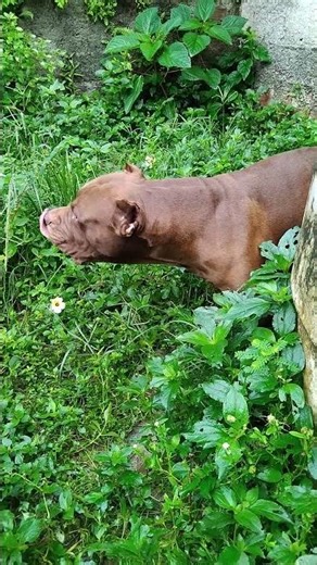 Cute Pit Bull #lekthebestkennel