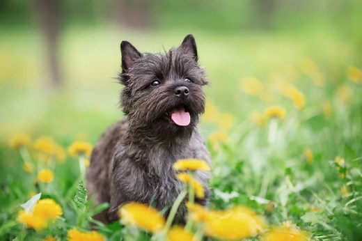 What Kind of Dog Is Toto from the Wizard of Oz? Breed Information, Pictures, and Facts