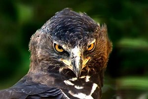 Crowned eagle - Alchetron, The Free Social Encyclopedia