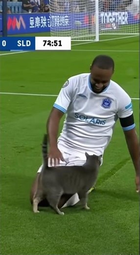 Goal celebration ... interrupted by cat 😹⚽||viral football short|| #football #soccer #cat