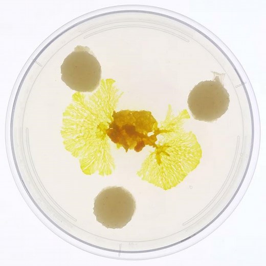 The 3 stages of Physarum polycephalum