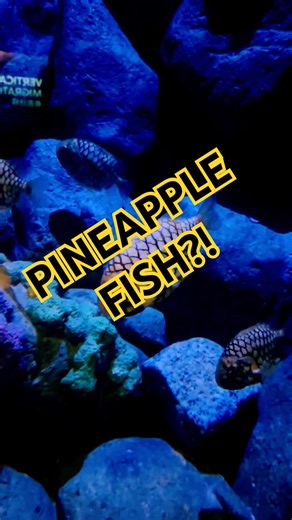 The Fish That Looks Like A 🍍 #shorts #pineapplefish #oceanlife #weirdcreatures #marinelife