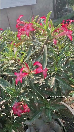 Adenium Hybrid somalense #adenium #rachmannursery