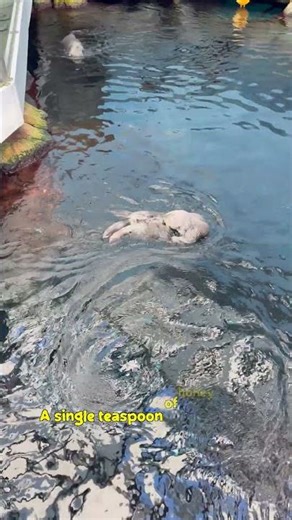 Giant Sequoias, Silicon Secrets, Otters & Alien Earths