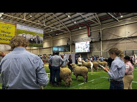 Sydney Royal Easter Show 2026 Day 7: Young Judges Competition Final #Merino #Sheep 🐑 #eastershow