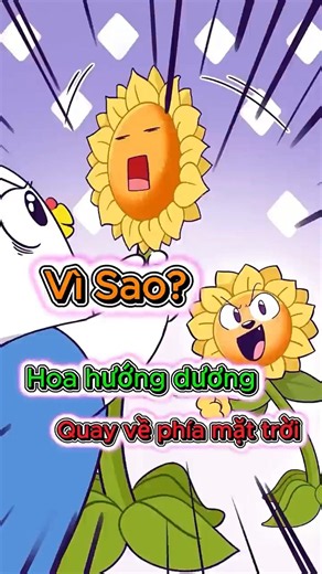Fact 88: Vì sao hoa hướng dương quay về phía mặt trời #fact #kienthuc #taisao #bancobiet #funfacts