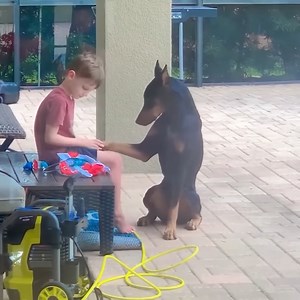 When brave dogs know they are going to the vet | Pets Lab