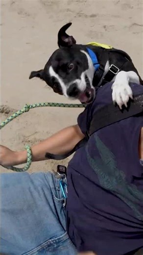 getting a shelter dog to trust us