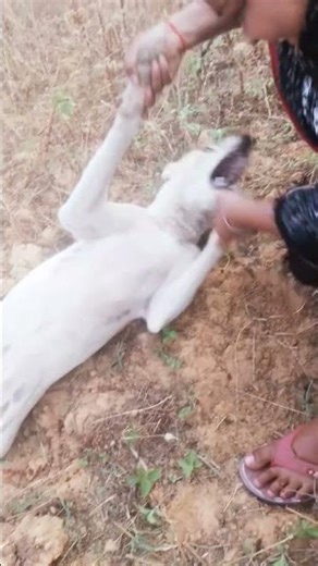 😍cyte dog new #viral #video #newshorts 8 April 2026