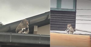 Monkey in Thailand catnaps kitten, tries feeding it banana, doesn't want to let it go