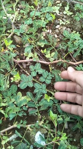 Sleepy plant – Discover the surprising secrets of the sensitive plant - Mimosa pudica