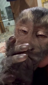 224K views · 16K reactions | I think Bear is ready for bed. He’s had such a busy day tinkering with toys and playing | Our Life Adventures | Facebook