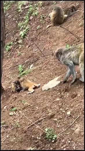 Exploring Baboons: Grooming and Social Behavior in Nature