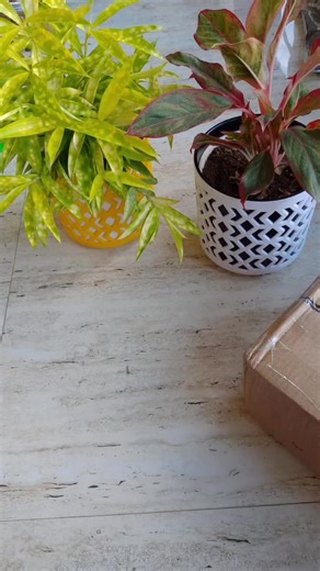 Grow Your Own Fruit Paradise! Bring nature home! Explore our wide variety of fruit plants — from cherry plant to tangy lemons, guava, and more. Perfect for your garden, balcony, or backyard. ✅ Fresh & healthy plants ✅ Easy to grow ✅ Delivered straight to your doorstep Don’t just buy fruit… grow it yourself! Shop Now & Start Your Fruit Garden Today! | Santhionlineplantsoff