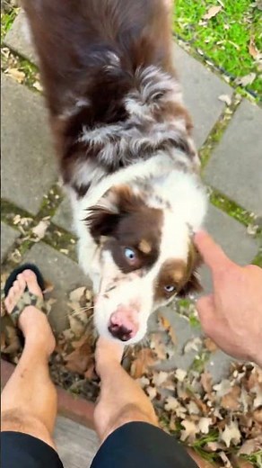 Why Australian Shepherds Are So Weird