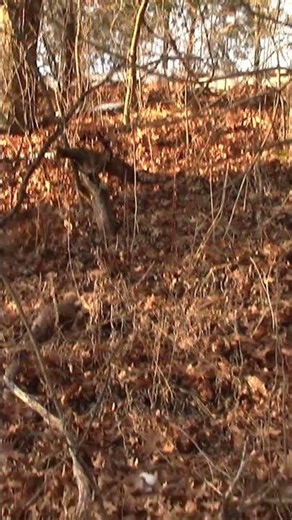 Insane squirrel shot in tree!