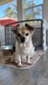 949 reactions · 23 shares | 冀 Goodbye Sweet Gizmo 冀 Today, we said...