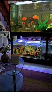 44K views · 685 reactions | Khby MFT & Khby Discus Tank  #khbytank #aquafranz #kahobby #monsterfishtank #discus #discusfish | AquaFranz | Facebook