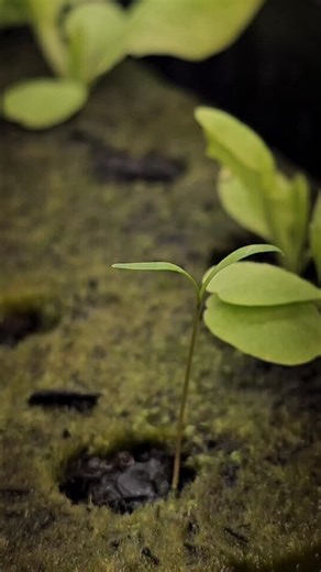 Tiny little seedling stretching for the light.... I've never seen this in real time before! #goodsimpleliving #gardening #garden #homestead #nature | Good Simple Living