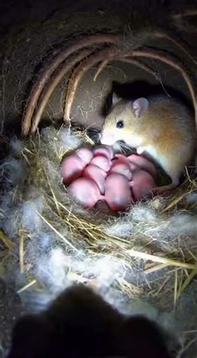 What Does a Wild Mouse ACTUALLY Do Underground? (Hidden Camera) 🤫