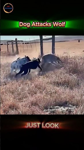 Wolf vs Dogs: The Moment Nature Turned the Tables!