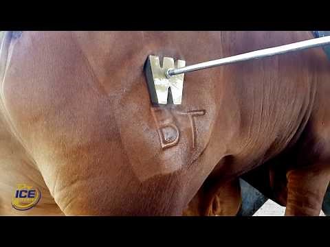 Freeze Branding Cattle | Dry Ice 4 Farming | Dry Ice International