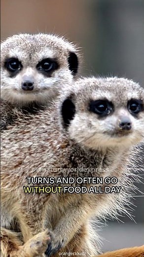 Meerkat | A Day in the Life