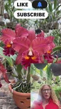 Beautiful orchids with beautiful flowers. #orchids #orchids #orchid #flowers #plants #nature