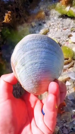 Save this and read below! ⬇️ . If you want to learn more about seashells and mollusks, follow @theseashellmermaid 💙 . This was my most viewed reel of 2022. I think partly because it's a bit controversial. Please note that I will ALWAYS support ethical shelling FIRST. I think it's so important that we respect nature before thinking of how we can benefit from it. Below is my original caption: . . Mollusks with double sided shells are known as bivalves (two valves). The orange hinge you see at the