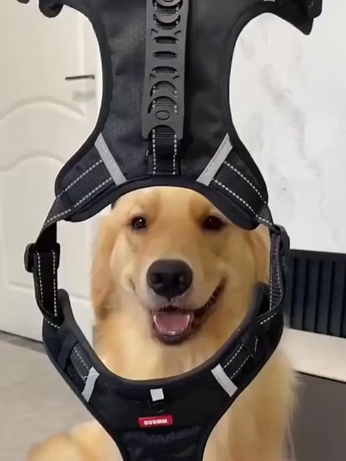 Make every walk easier and safer with our No-Pull Dog Harness for Pets! 🐕💨 Designed to reduce tugging and protect your dog’s neck, it keeps your furry friend comfortable while giving you better control. The breathable fabric, secure buckles, and easy step-in design make it perfect for daily walks with pets of all sizes. Give your dog the comfort they deserve — order now and enjoy stress-free walks! 🐾💛 | Squareous