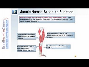 Axial and Appendicular Musculature - Muscle Terminology and Naming