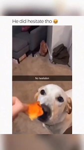 2.3M views · 10K reactions | Funny and cute dogs compilation 藍 殺 | Cuteyfunny | Facebook