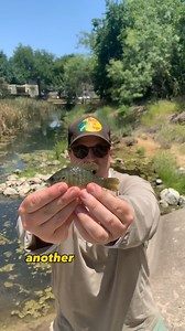 Checking a minnow trap using chicken breast to catch crawfish