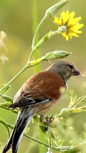 The female Linnet lacks the red forehead and breast of the male, but she is still beautiful in her own right, with warm brown plumage, fine streaking, and a soft white belly—perfectly camouflaged in grassy fields. Her muted colors help her blend into hedgerows and shrubs, especially while nesting—offering protection from predators. The female takes the lead in building the neat, cup-shaped nest using twigs, moss, wool, and feathers, usually hidden deep within a hedge or bush. #bird #birds #natge