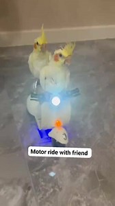Motor ride with friend 😍❤️ #birds #cockatiel #birdsphotography #lovebirds #parrot #birdslover #avicultura #aviarybirds #pheasant | Forest Aviary