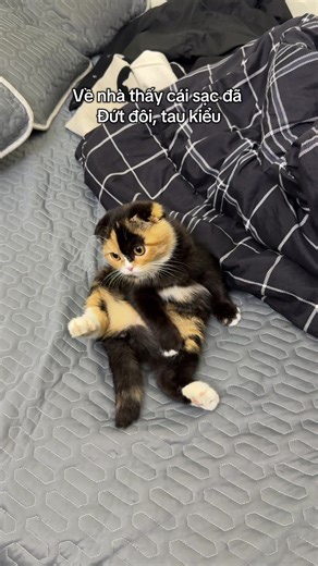 Mèo đáng yêu và sự cố sạc điện thoại