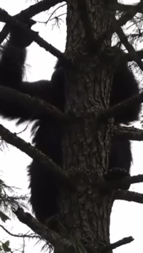 Tree Cam Captures Strange 7-Foot Figure — Bigfoot? #cryptids #bigfoot #sasquatch | Cryptid University