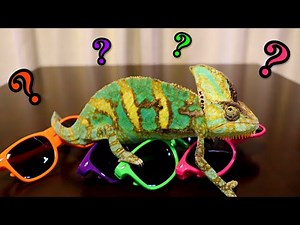 Chameleon color change! [Veiled Chameleon]