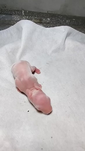 Rabbit Growth - How Baby Rabbits Grow Up