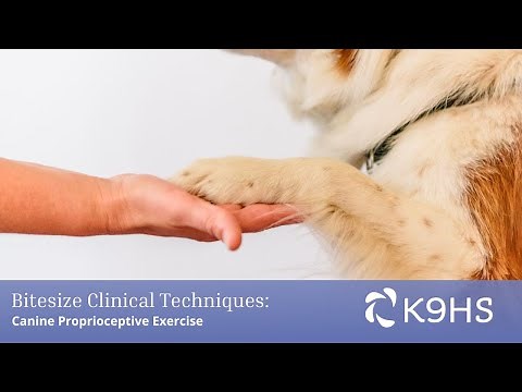 K9 Proprioceptive Exercises