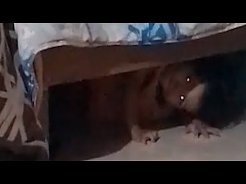 5 EXTREME HORROR Videos That Won't Let You SLEEP 2023 (VOL. 44)